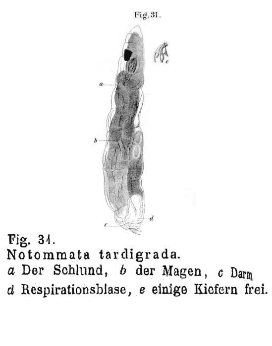 Notommata tardigrada - Original description image