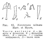 Notommata telmata