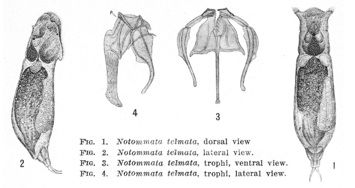 Notommata telmata - Original description image