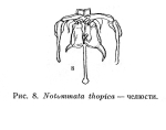 Notommata thopica