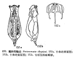 Notommata thopica