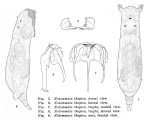 Notommata thopica