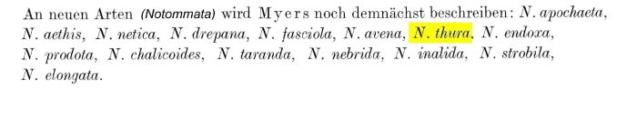 Notommata thura - Original description image