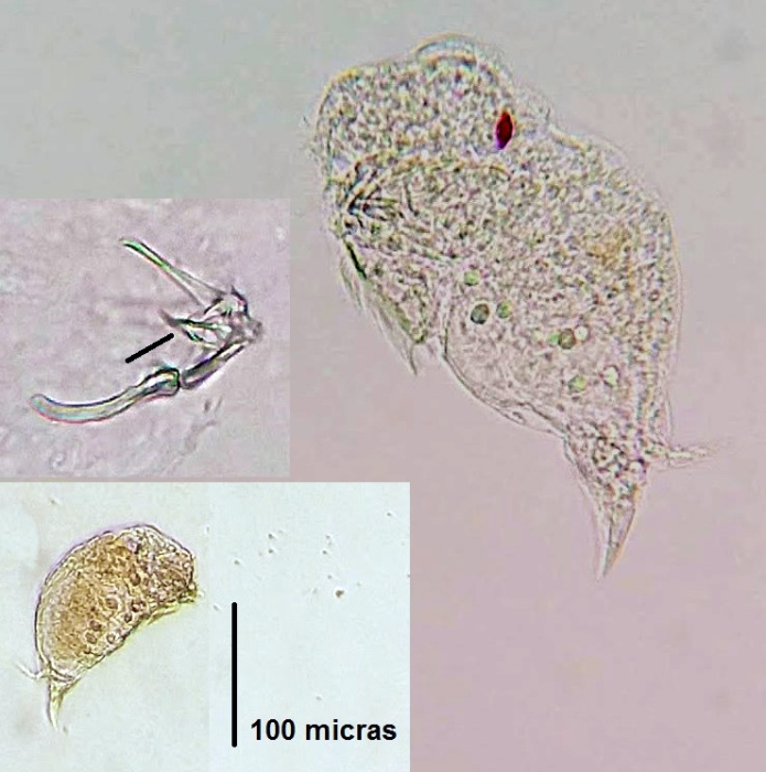 Notommata tripus