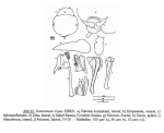Notommata tripus