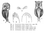 Notommata tripus