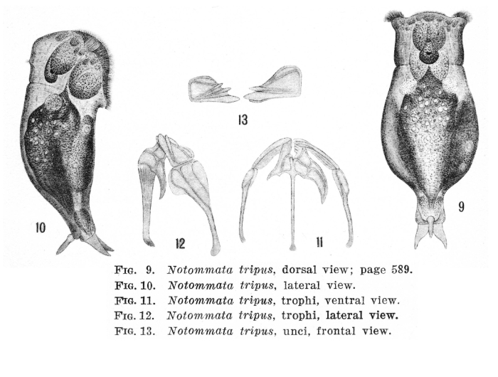 Notommata tripus