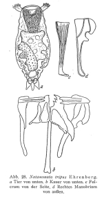 Notommata tripus