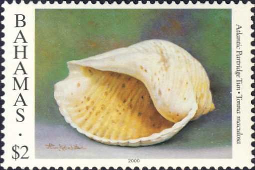 Tonna maculosa Tonna maculosa
