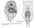 Notommata tripus