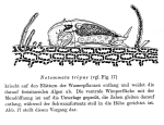 Notommata tripus