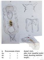 Notommata tripus