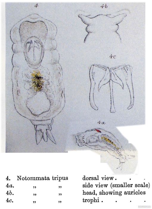 Notommata tripus Notommata tripus