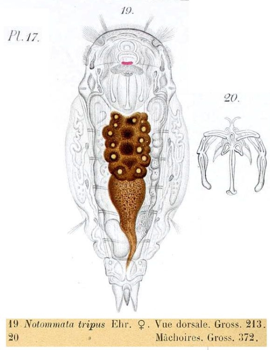 Notommata tripus