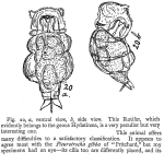 Notommata tripus