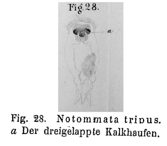 Notommata tripus
