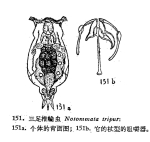 Notommata tripus