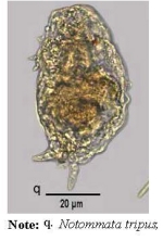 Notommata tripus