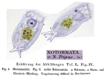 Notommata tripus - Original description image