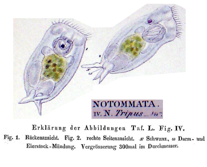 Notommata tripus - Original description image