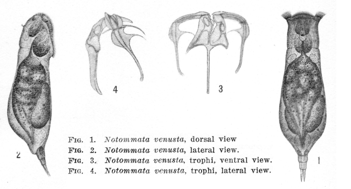 Notommata venusta - Original description image