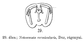 Notommata vermicularis