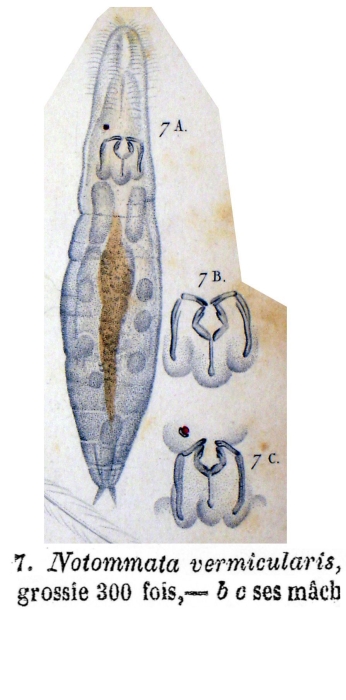 Notommata vermicularis - Original description image