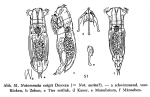 Notommata voigti
