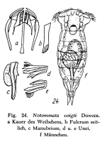 Notommata voigti