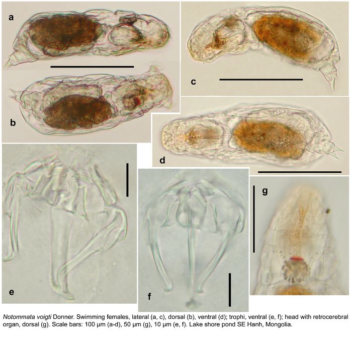 Notommata voigti