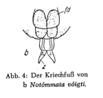 Notommata voigti