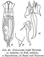 Notommata voigti