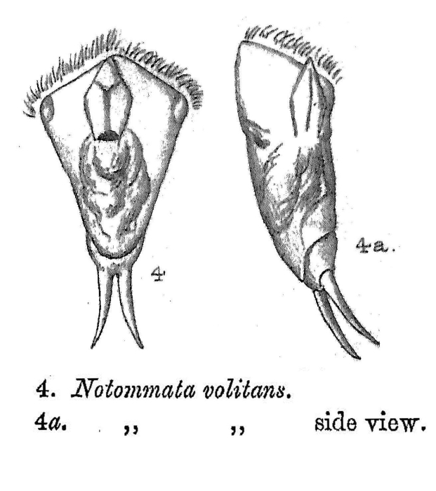 Notommata volitans - Original description image