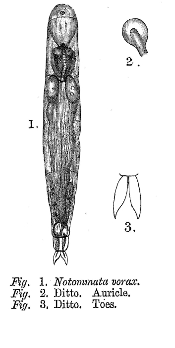 Notommata vorax - Original description image