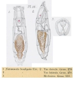 Notommata weberi