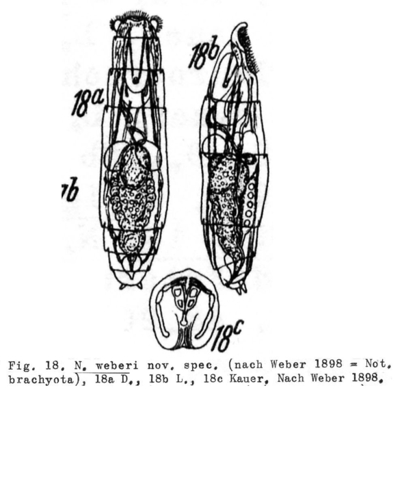 Notommata weberi - Original description image