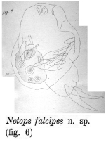 Notops falcipes - Original description image