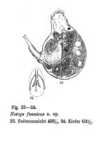 Notops fennicus - Original description image