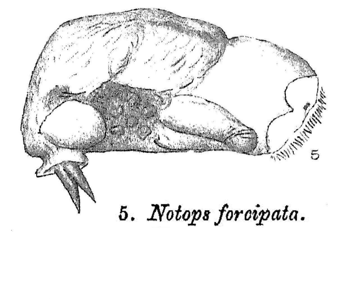 Notops forcipita - Original description image