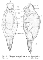 Notops laurentinus