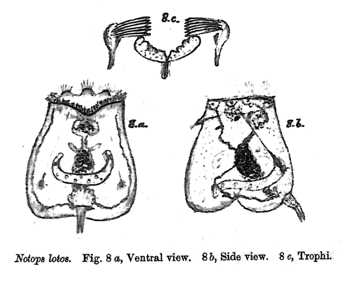 Notops lotos - Original description image
