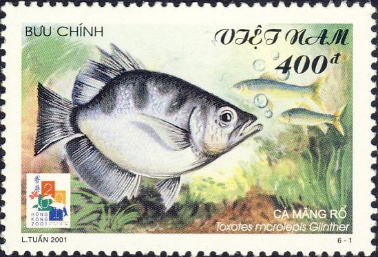 Toxotes microlepis Toxotes microlepis