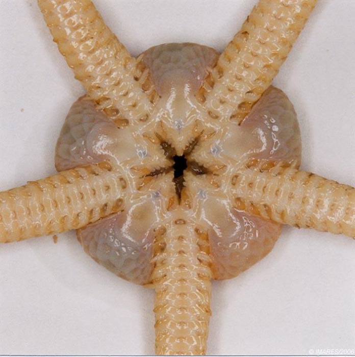 Ophiura ophiura (Linnaeus, 1758) Ophiura ophiura (Linnaeus, 1758)