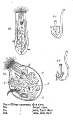 Notops pygmaeus
