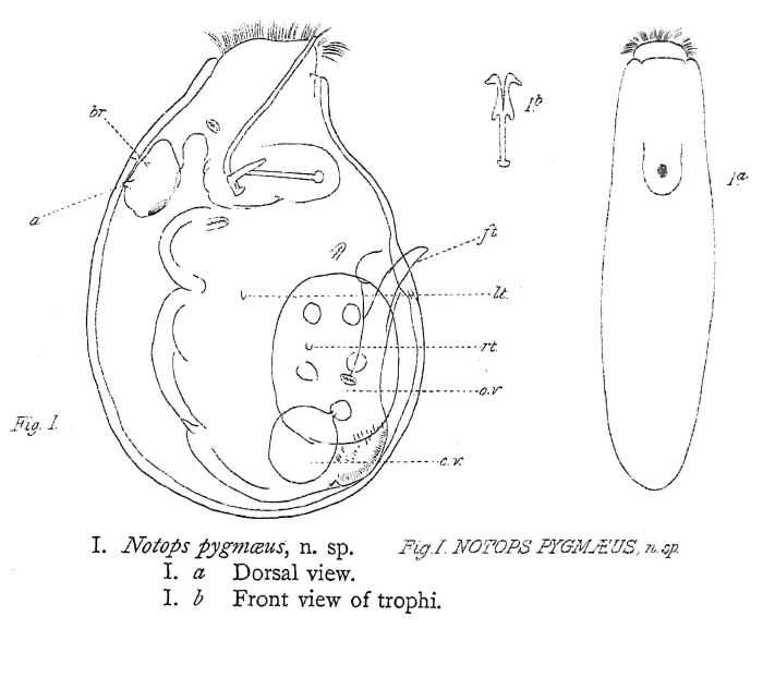 Notops pygmaeus - Original description image