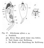 Notostemma affinis - Original description image