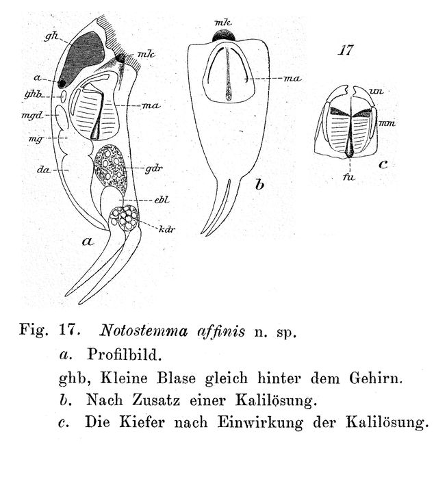 Notostemma affinis - Original description image