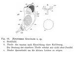 Notostemma bicarinata