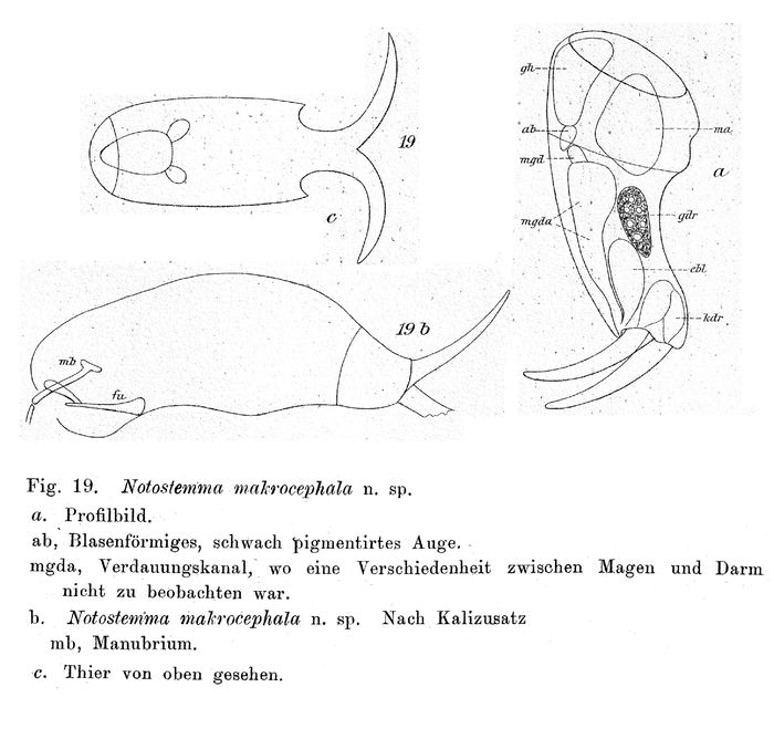 Notostemma makrocephala - Original description image