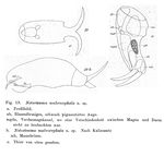 Notostemma makrocephala